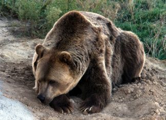 Há um urso pardo em Portugal. Por cá, não se via um desde 1843