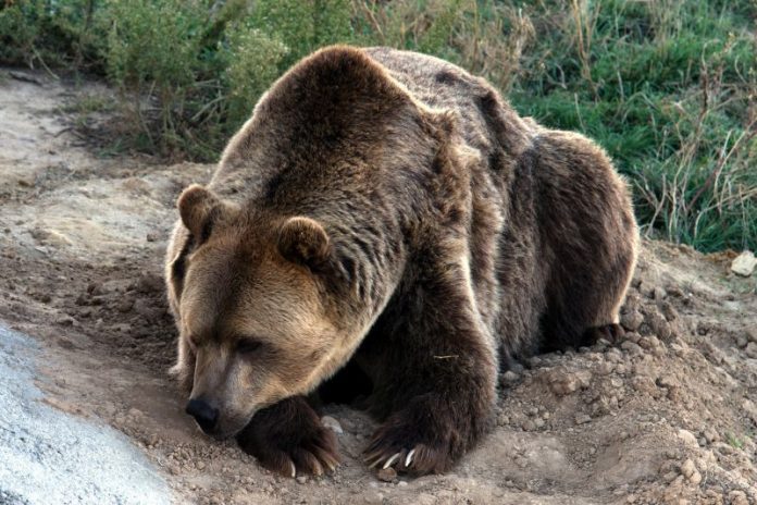 Urso