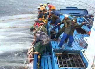Pesca do Atum – FPA e APASA preocupadas com o aumento dos preços da Lotaçor