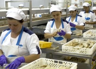 SABCES/Açores – Sindicado preocupado com a situações dos 162 ex-trabalhadores da COFACO
