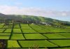 Boa gestão e aplicação dos fundos comunitários tem sido determinante para o desenvolvimento da agricultura nos Açores