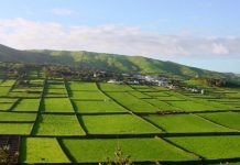 Boa gestão e aplicação dos fundos comunitários tem sido determinante para o desenvolvimento da agricultura nos Açores