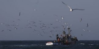 Pescadores já podem voltar a capturar sardinhas