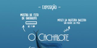 Museu do Pico apresenta mostra expositiva de um feto de cachalote