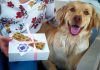 Doença da cadela Amélia inspirou pequeno negócio de biscoitos nos Açores