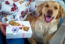 Doença da cadela Amélia inspirou pequeno negócio de biscoitos nos Açores