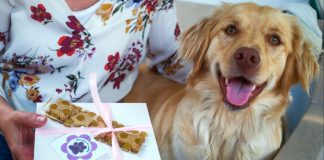 Doença da cadela Amélia inspirou pequeno negócio de biscoitos nos Açores