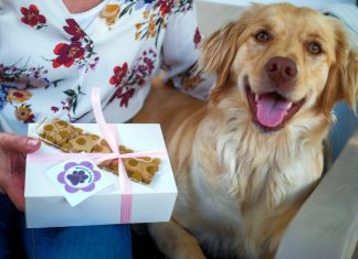 Doença da cadela Amélia inspirou pequeno negócio de biscoitos nos Açores