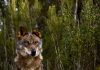 Life Lines, a aplicação para reduzir a morte de animais nas estradas