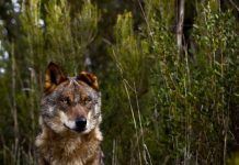 Life Lines, a aplicação para reduzir a morte de animais nas estradas