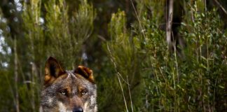 Life Lines, a aplicação para reduzir a morte de animais nas estradas