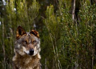 Life Lines, a aplicação para reduzir a morte de animais nas estradas