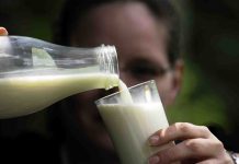 Aumento de 8 cêntimos anunciado pela Lactogal alarga diferencial entre preço de leite nos Açores e no Continente