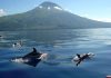 Governo dos Açores inicia segunda-feira visita estatutária à ilha do Pico