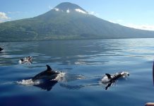 Governo dos Açores inicia segunda-feira visita estatutária à ilha do Pico