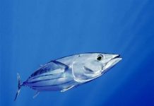 Pesca do Atum – FDP considera preço de compra insustentável para os pescadores