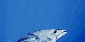 Pesca do Atum – FDP considera preço de compra insustentável para os pescadores