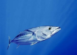 Pesca do Atum – FDP considera preço de compra insustentável para os pescadores