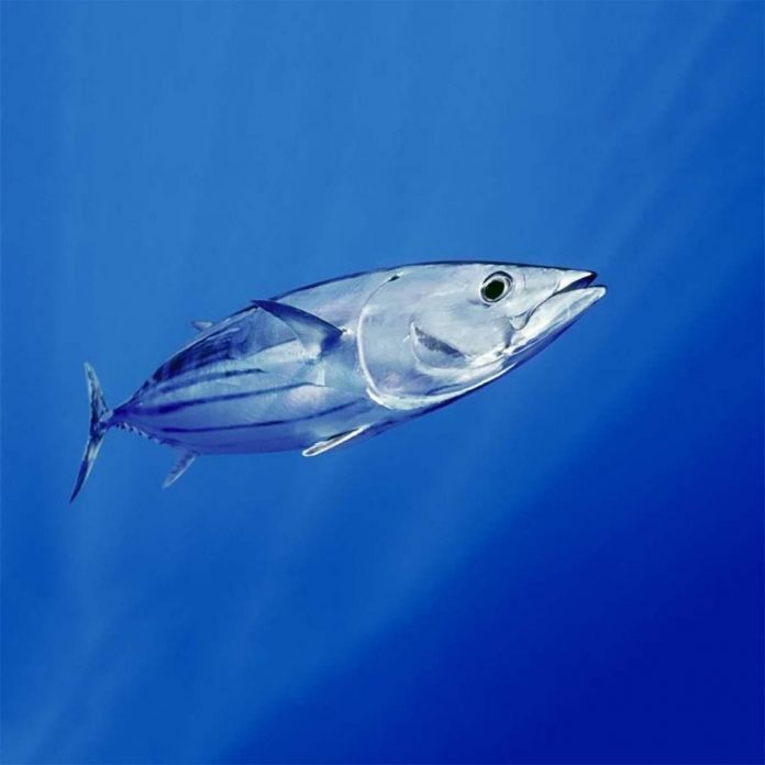 shifa-seafood-deniz-urunleri-skipjack-tuna-fish-3c6dfd5691d1