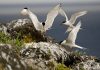 Direção Regional dos Assuntos do Mar – Censo de Garajaus indica a presença de 7240 aves nidificantes nos Açores