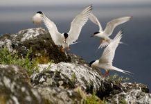 Direção Regional dos Assuntos do Mar – Censo de Garajaus indica a presença de 7240 aves nidificantes nos Açores