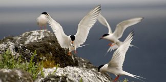 Direção Regional dos Assuntos do Mar – Censo de Garajaus indica a presença de 7240 aves nidificantes nos Açores