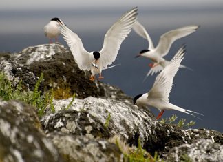 Direção Regional dos Assuntos do Mar – Censo de Garajaus indica a presença de 7240 aves nidificantes nos Açores