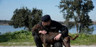 Dia do Cão: “patrulha pata” da Marinha já realizou mais de cem ações