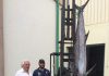 Polícia Marítima de Vila do Porto apreende espadim azul