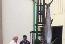 Polícia Marítima de Vila do Porto apreende espadim azul