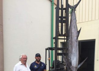 Polícia Marítima de Vila do Porto apreende espadim azul