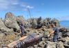 AUTORIDADE MARÍTIMA REMOVE CETÁCEO ARROJADO NA ILHA DAS FLORES