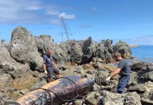 AUTORIDADE MARÍTIMA REMOVE CETÁCEO ARROJADO NA ILHA DAS FLORES