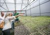 Isabel Almeida Rodrigues quer reforço dos Apoios Comunitários para diversificação agrícola