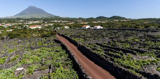 Ilha do Pico – Paisagem da Cultura da Vinha vence o prémio European Garden Award