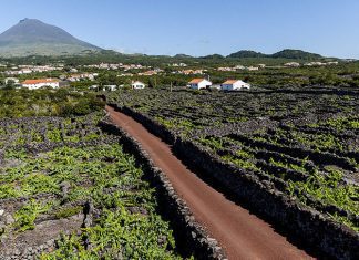 Ilha do Pico – Paisagem da Cultura da Vinha vence o prémio European Garden Award