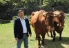 Raça bovina Ramo Grande, apenas existente nos Açores, é a primeira a nível nacional a aplicar a seleção genómica