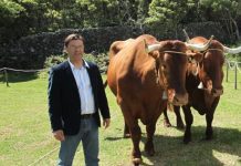 Raça bovina Ramo Grande, apenas existente nos Açores, é a primeira a nível nacional a aplicar a seleção genómica