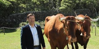 Raça bovina Ramo Grande, apenas existente nos Açores, é a primeira a nível nacional a aplicar a seleção genómica