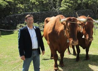 Raça bovina Ramo Grande, apenas existente nos Açores, é a primeira a nível nacional a aplicar a seleção genómica