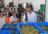 Governo Regional está a trabalhar para melhorar os mecanismos que garantem a autenticidade dos vinhos dos Açores