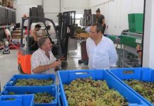Governo Regional está a trabalhar para melhorar os mecanismos que garantem a autenticidade dos vinhos dos Açores