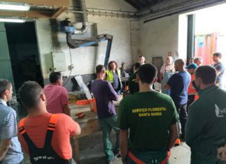 Governo dos Açores aposta na formação profissional na área florestal, afirma Anabela Isidoro