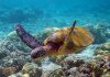 Dados do POPA – Revista NATURE publica estudo pioneiro nos Açores sobre tartarugas marinhas