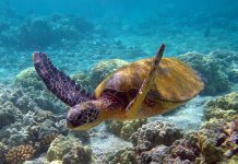 Dados do POPA – Revista NATURE publica estudo pioneiro nos Açores sobre tartarugas marinhas