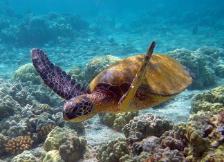Dados do POPA – Revista NATURE publica estudo pioneiro nos Açores sobre tartarugas marinhas