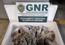 Terceira – Doação de 18 quilos de peixão