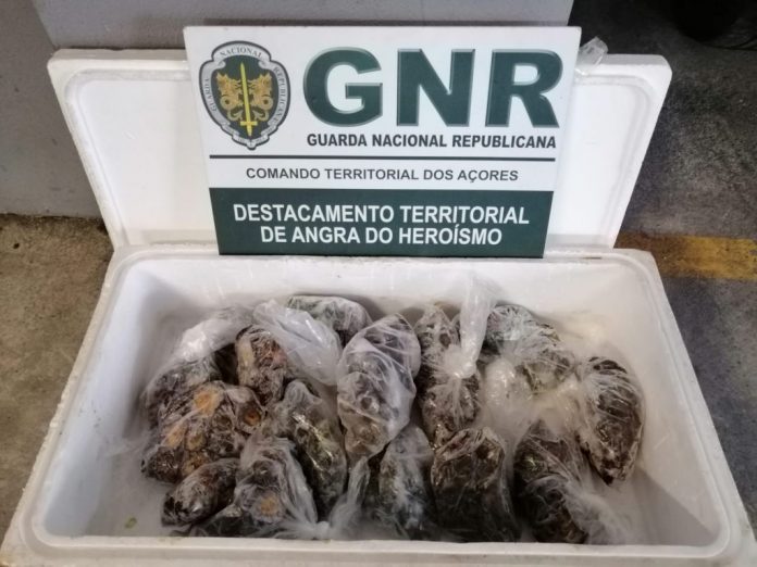 Terceira – Doação de 18 quilos de peixão