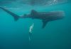 ESPECIALISTAS MUNDIAIS NAVEGAM AO LARGO DAS ILHAS DOS AÇORES PARA PROMOVER A RESPONSABILIDADE AMBIENTAL E O RESPEITO PELAS ESPÉCIES MARINHAS, EM PROL DA HARMONIA DO OCEANO