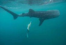 ESPECIALISTAS MUNDIAIS NAVEGAM AO LARGO DAS ILHAS DOS AÇORES PARA PROMOVER A RESPONSABILIDADE AMBIENTAL E O RESPEITO PELAS ESPÉCIES MARINHAS, EM PROL DA HARMONIA DO OCEANO